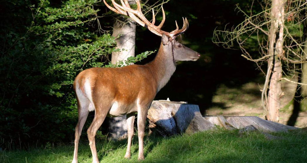 Tierlehrpfad (oua_10810614_image)