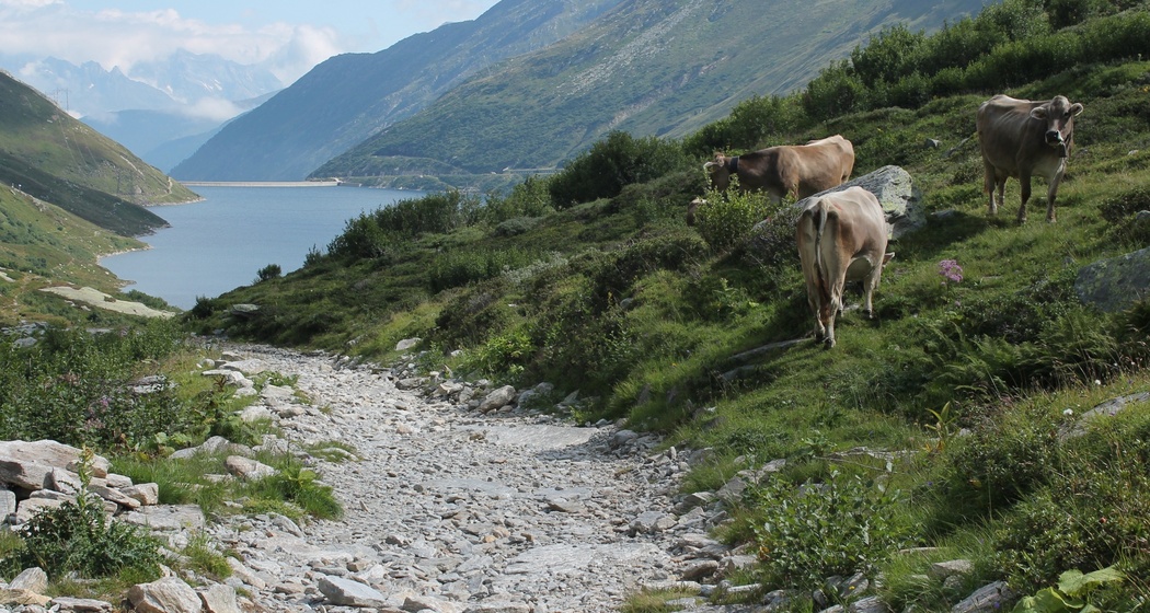 Blick zurück zum Lukmanierstausee