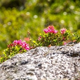 Alpenfloralehrpfad