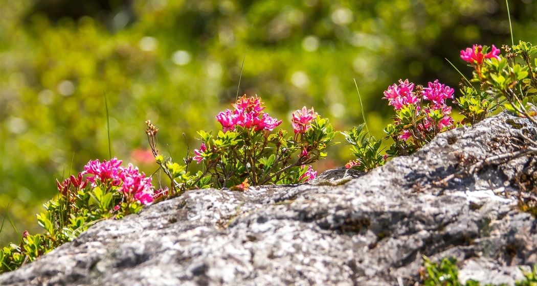 Alpenfloralehrpfad