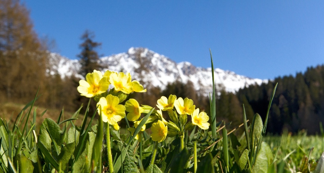 Naturlehrpfad Lantsch/Lenz (oua_11473693_image)