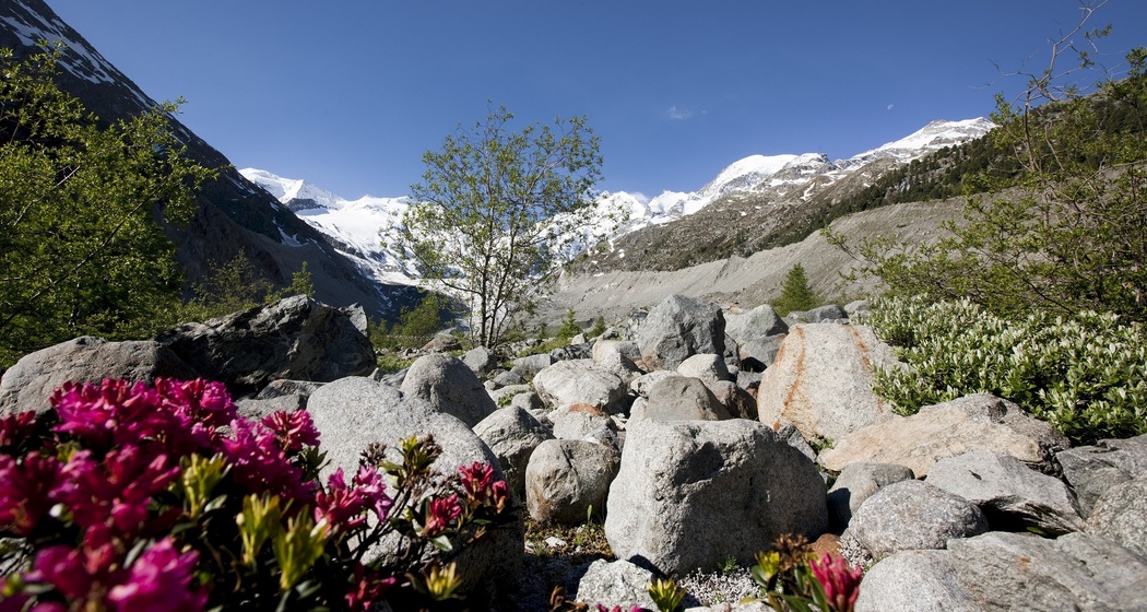 Blumen Morteratschgletscher