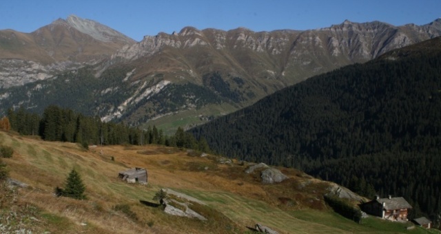 Moos; Foto: Adrian Vieli