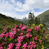 Rhododendrons des Alpes à Zerfreila ; photo : Robert Bösch
