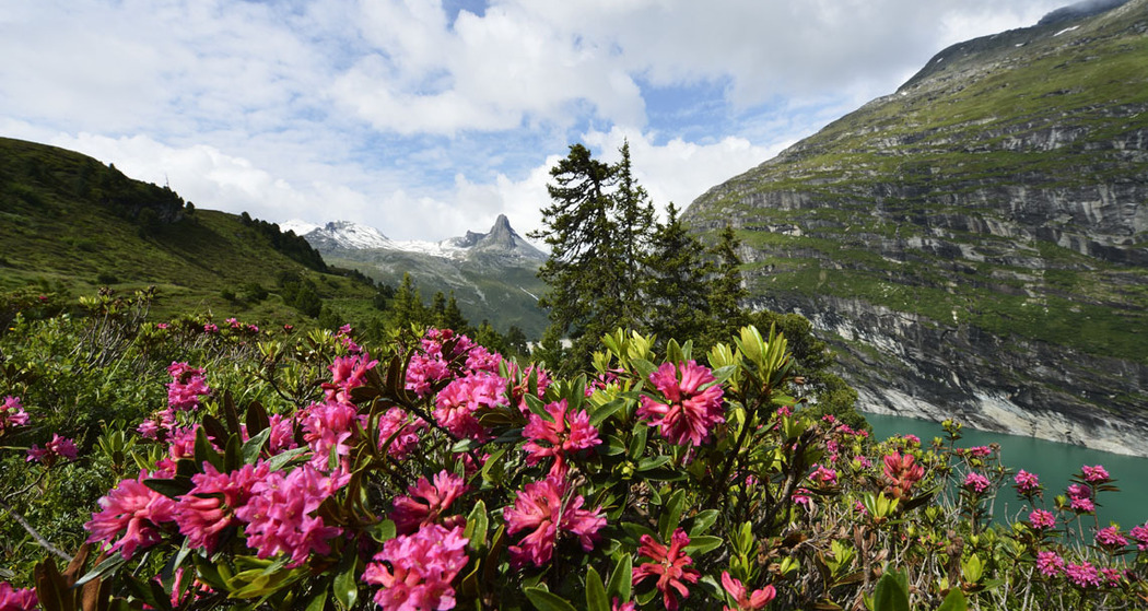 Alpenrosen in Zerfreila; Foto: Robert Bösch