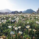 Die Flora auf der Anhöhe.