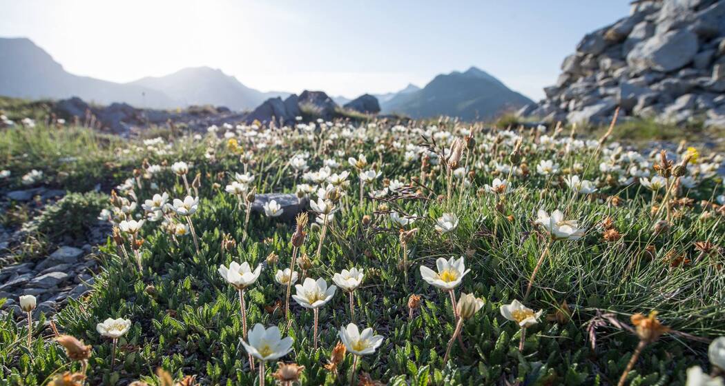 Die Flora auf der Anhöhe.