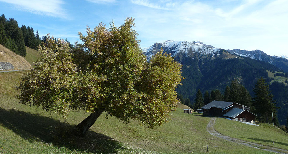 Im Aufstieg oberhalb Pany