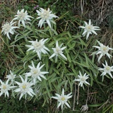 Edelweiss au col de Gana Negra