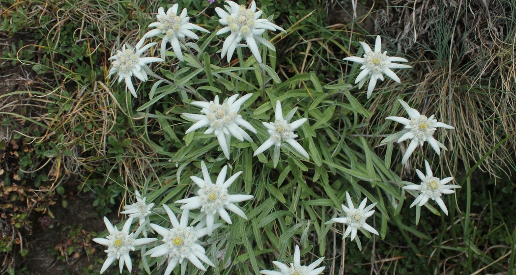 Eddelweiss am Passo di Gana Negra