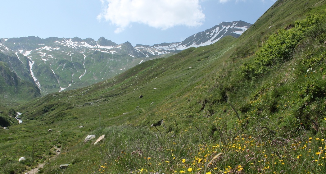 Aufstieg durch Blumenwiesen