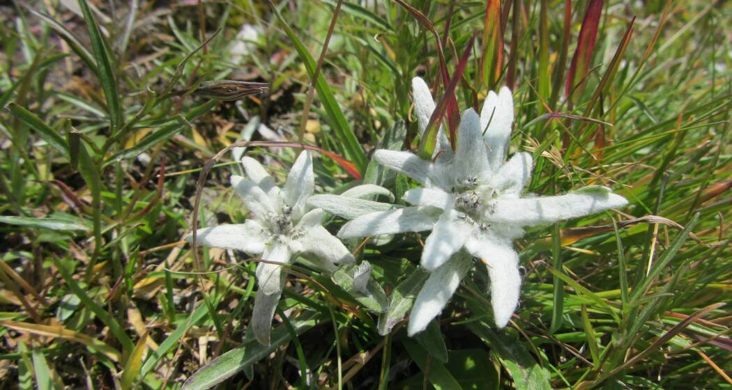 Piz Motnair, Edelweiss auf dem Gipfel