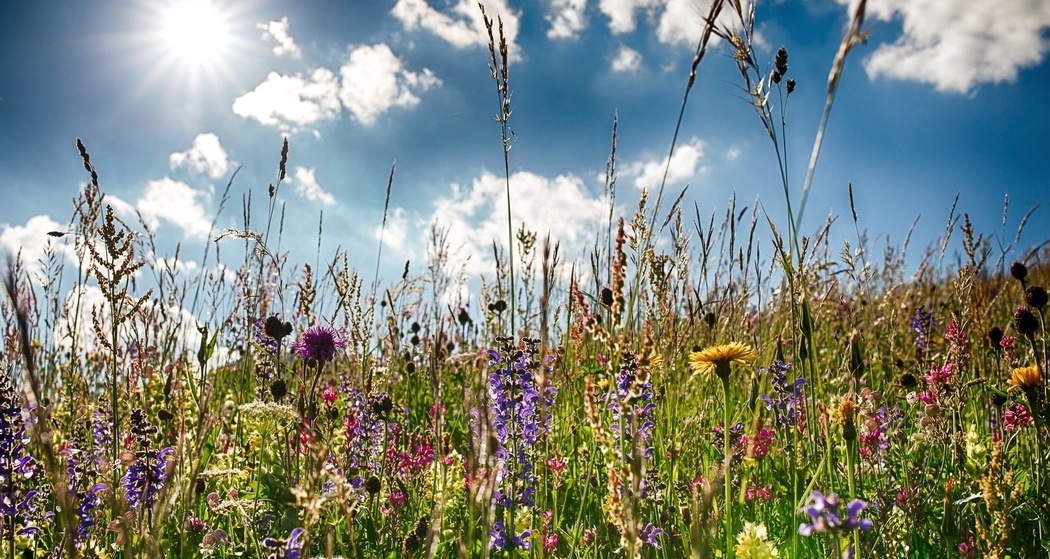Scuol – Chauennas – Sent – Tuffaloras (Rundweg) (oua_15654776_image)