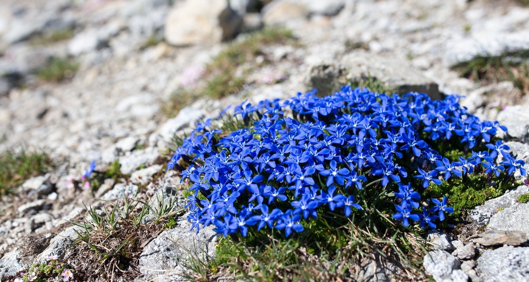 S-charl – Alp Sesvenna (retour) (oua_15845797_image)