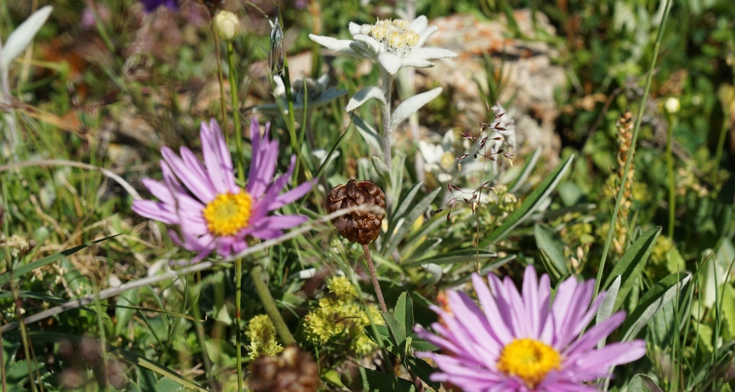 Bergwanderung Tablasot (oua_15845917_image)