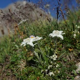 Mot dal Gajer (oua_15846037_image)