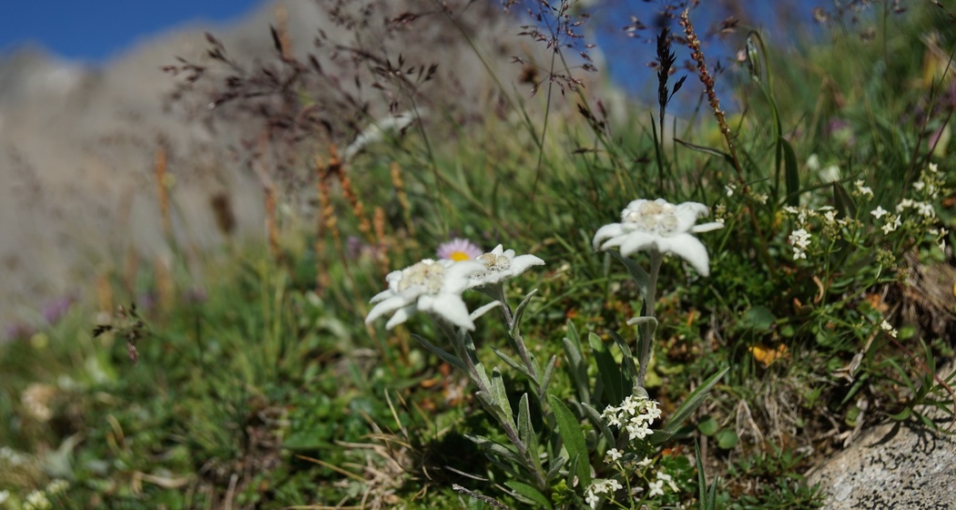 Mot dal Gajer (oua_15846037_image)