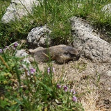 Mot dal Gajer (oua_15846038_image)