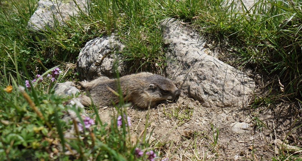 Mot dal Gajer (oua_15846038_image)