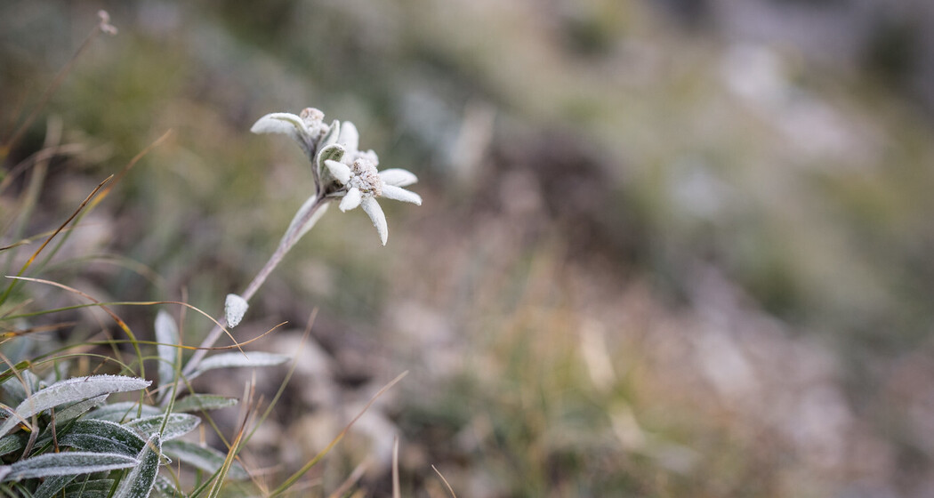 Durch die Uina-Schlucht bis nach Italien (oua_15847324_image)