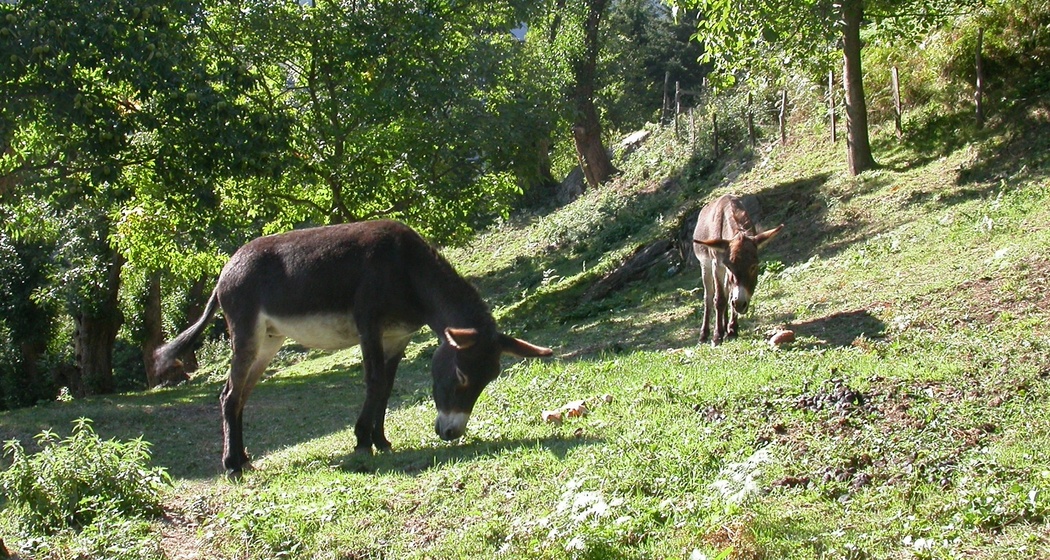 Asini sul percorso