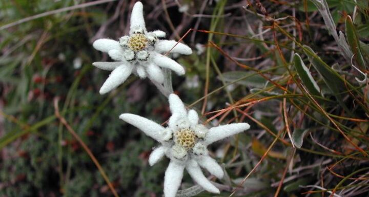 Edelweiss