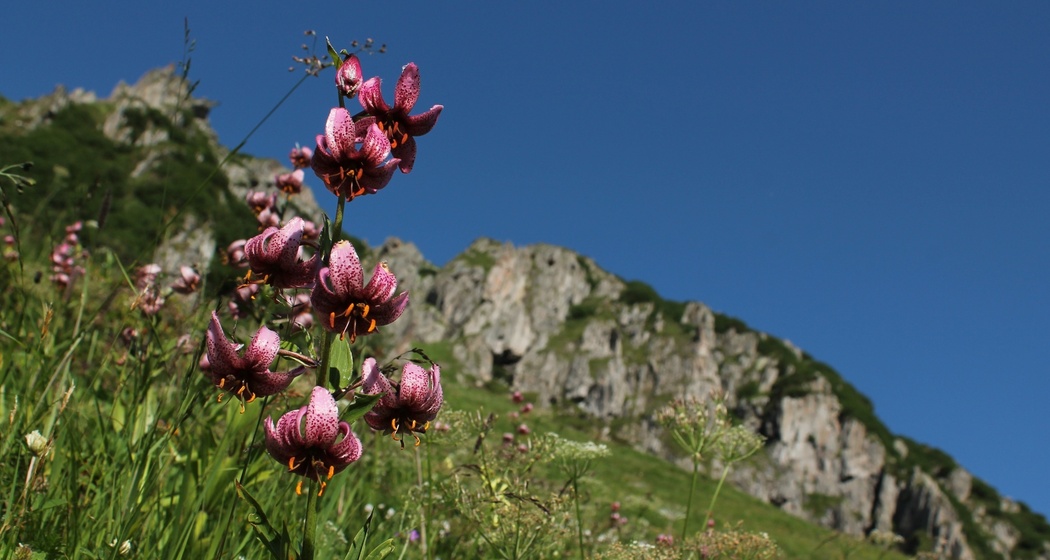 Es wächst der Türkenbund