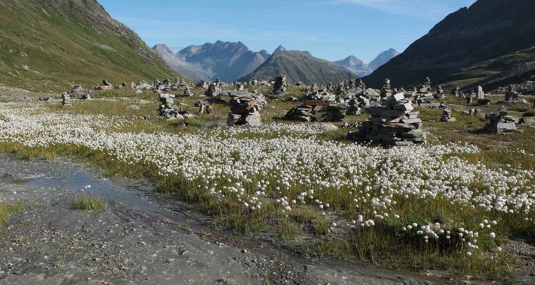 Steinmandli- Kolonie mit Blick nach Norden