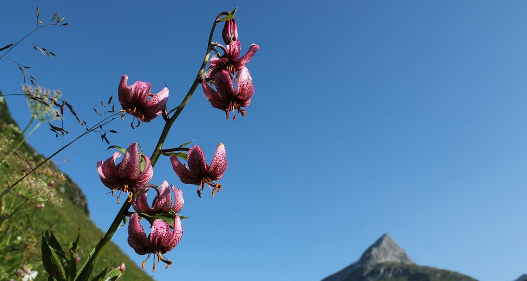 Der Türkenbund blüht