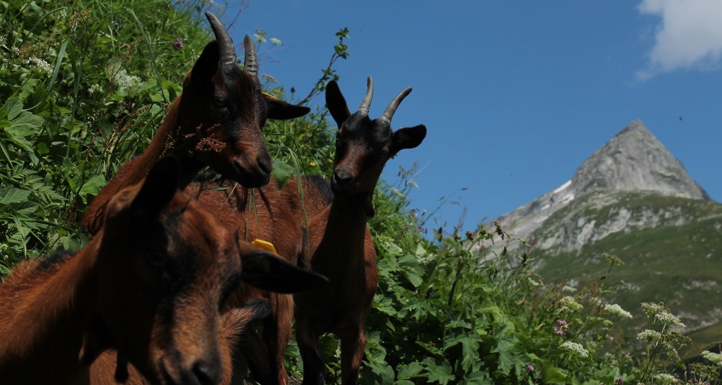 Ziegen beschnuppern uns