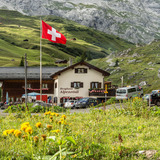 Alpine rock-rose in summer