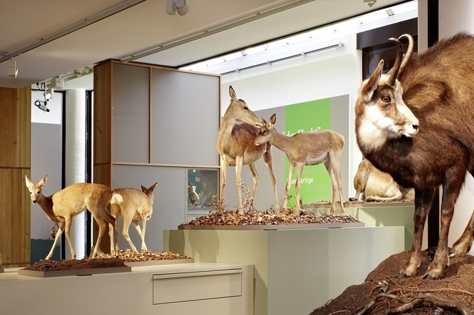 Bündner Naturmuseum