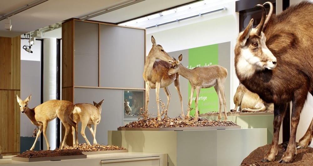 Bündner Naturmuseum