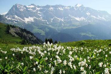Narzissenfelder vor dem Schesaplanamassiv