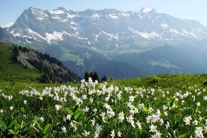 Narzissenfelder vor dem Schesaplanamassiv