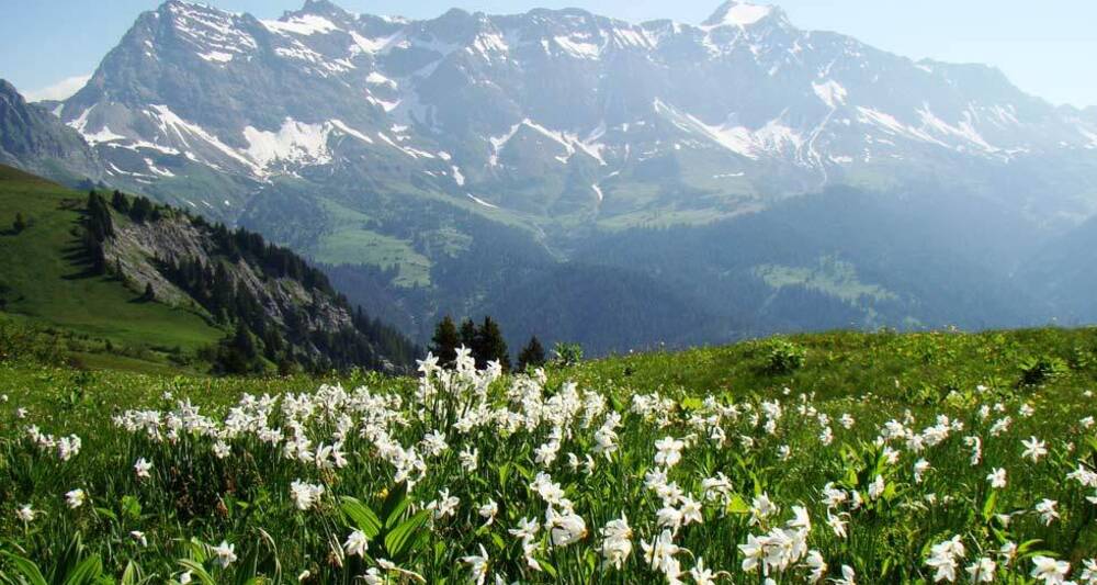 Narzissenfelder vor dem Schesaplanamassiv