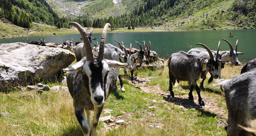 Val Cama (oua_17547598_image)