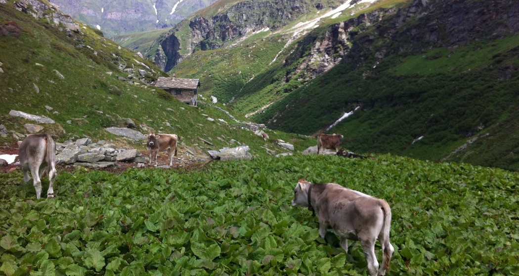 Alp Fanella; Foto: Remo Tönz