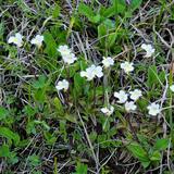 Alpen Fettblatt, winzig aber trotzdem eine Fleisch fressende Pflanze