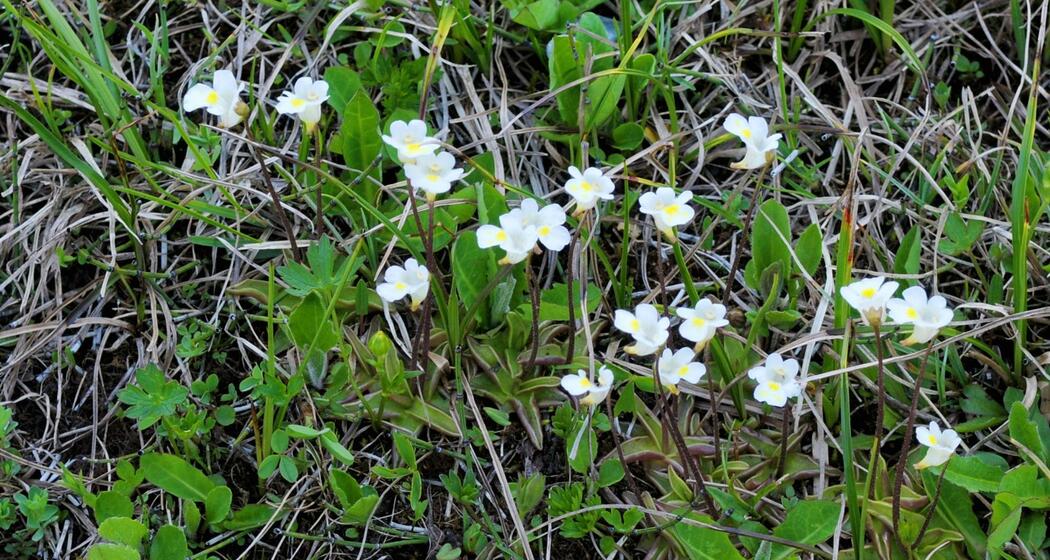 Alpen Fettblatt, winzig aber trotzdem eine Fleisch fressende Pflanze