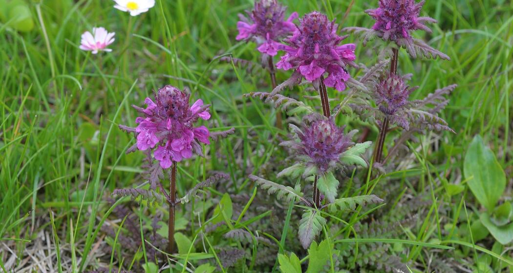 Quirlblättriges Läusekraut, wurde früher zur Läusebekämpfung eingesetzt.