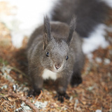 Sentiero degli scoiattoli Arosa