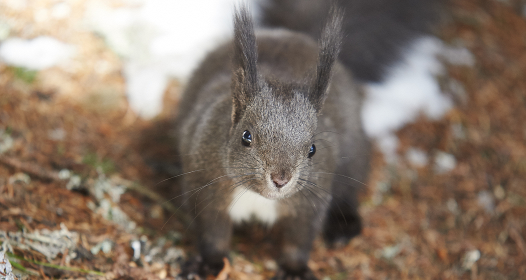 Eichhörnliweg Arosa