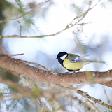Sentiero degli scoiattoli Arosa