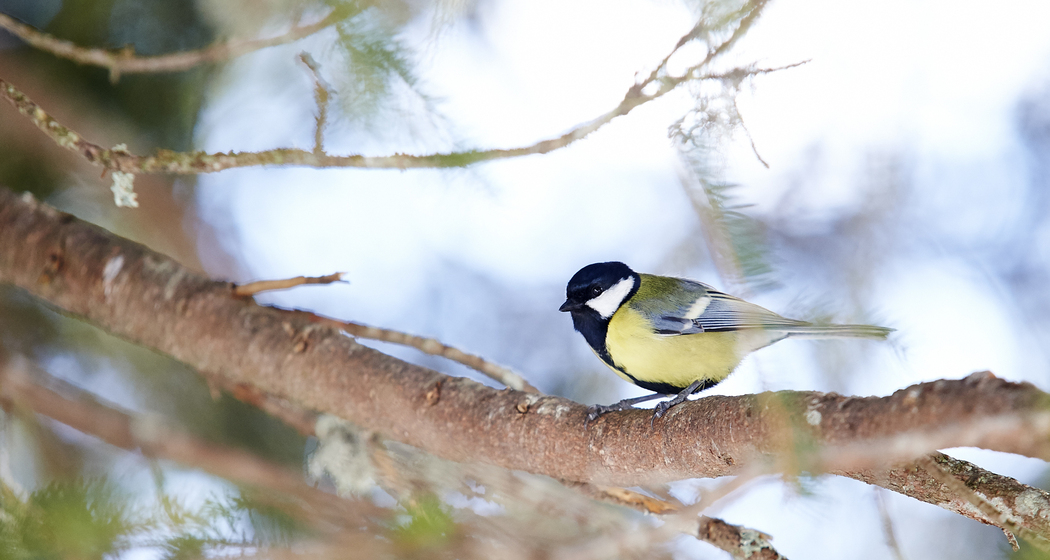 Eichhörnliweg Arosa