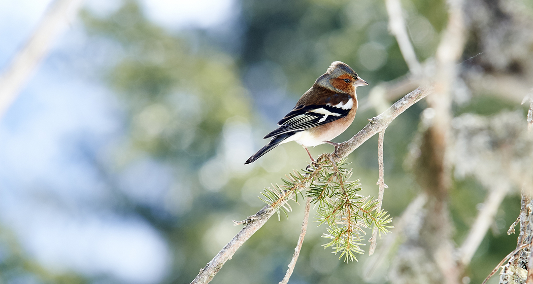 Prätschli - Eichhörnliweg - Arosa (Barrierefrei / Rollstuhl)