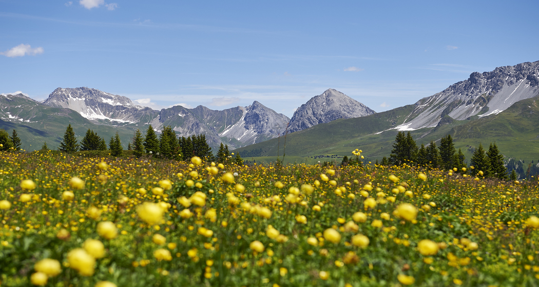 Prätschalp im Sommer