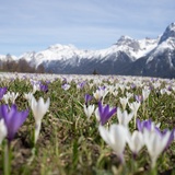 Crocus près de Ftan