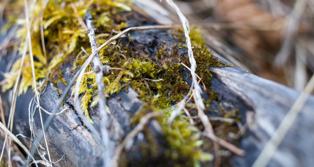 Clozza-Schlucht (oua_17759874_image)
