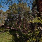 En route dans la forêt mixte de conifères près de Scuol